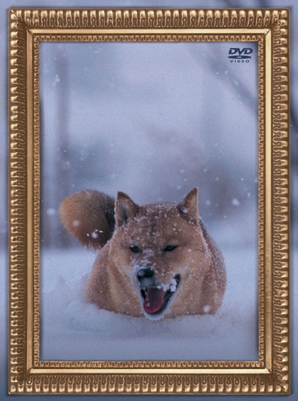 レオナルドイヌプリオ/電気グルーヴ （初回生産限定盤）