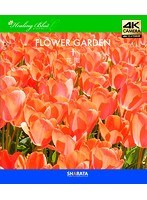 花畑に包まれる4Kカメラ映像【Healing Blue LヒーリングブルーL】花園1〈動画約40分〉 （ブルーレイディスク）