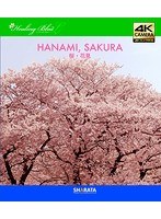 花見ができる4Kカメラ映像【Healing Blue LヒーリングブルーL】桜・花見〈動画約40分〉 （ブルーレイディスク）