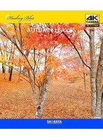 4Kカメラ映像【Healing Blueヒーリングブルー】秋・紅葉-1〈動画約60分〉ポストカード10種付属 （ブルーレイディスク）