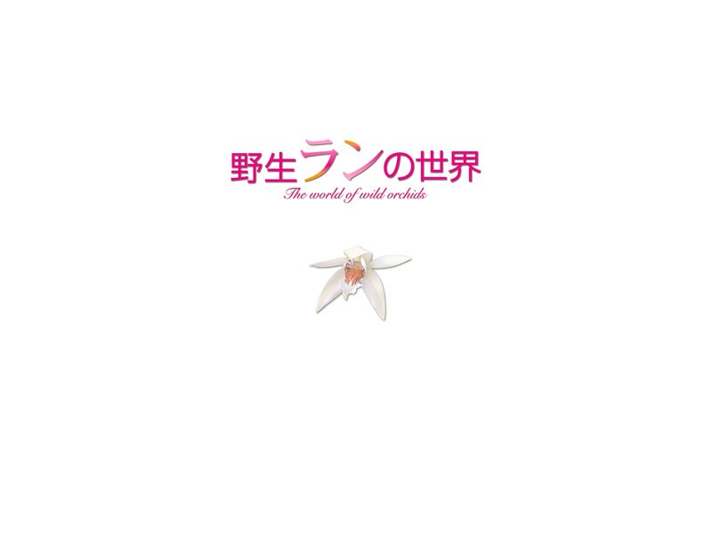 野生ランの世界 DVD-BOX