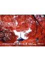 virtual trip 京都の紅葉 music by yasunobu matsuo