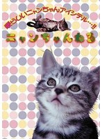 ニャンちゃんねる アメリカンショートヘアー