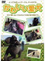 かわいい愛犬