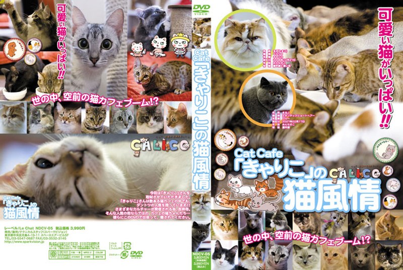Cat Cafe「きゃりこ」の猫風情