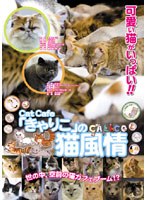 Cat Cafe「きゃりこ」の猫風情