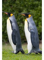ペンギン日和