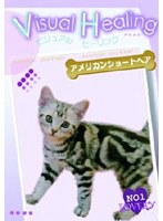 Visual Healing 3 アメリカンショートヘア