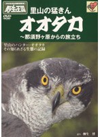 野生の王国 里山の猛きん オオタカ 〜那須野ヶ原からの旅立ち のパッケージ