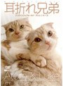 耳折れ兄弟 スコティッシュフォールド・アトム&ルーク