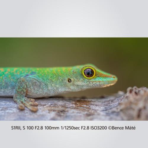 パナソニック Panasonic LUMIX S1RII ボディ ミラーレス一眼カメラ DC-S1RM2 パナソニック Panasonic LUMIX S1RII ボディ ミラーレス一眼カメラ DC-S1RM2