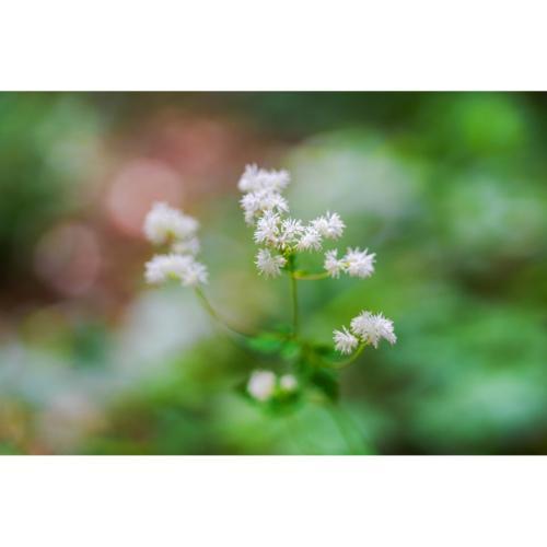 シグマ SIGMA 28-105mm F2.8 DG DN Art ライカLマウント フルサイズ 標準ズームレンズ