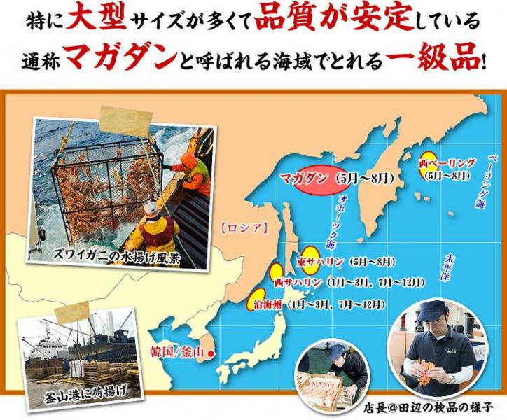 超特大 ボイルずわいがに 足 5kg 4Lサイズ 約14肩入 業務用 産地箱